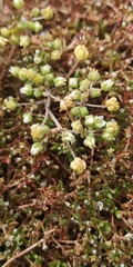 Crassula natans