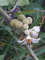Solanum stramoniifolium