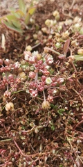 Crassula natans