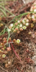 Crassula natans