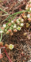 Crassula natans