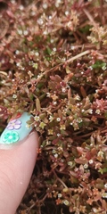 Crassula natans
