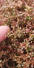 Crassula natans