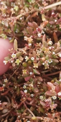 Crassula natans