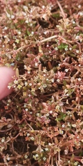 Crassula natans