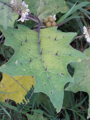 Solanum stramoniifolium