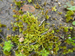 Triquetrella tristicha