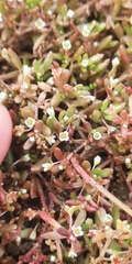 Crassula natans