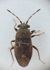Stygnocoris fuligineus
