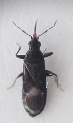 Dufouriellus ater