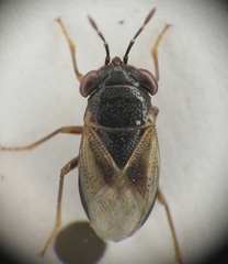 Geocoris megacephalus