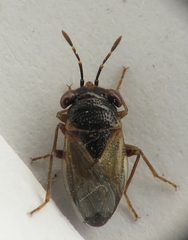 Geocoris megacephalus