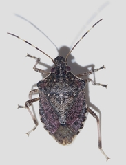 Halyomorpha halys