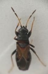 Ischnocoris hemipterus