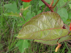 Passiflora coccinea