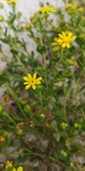 Senecio maritimus
