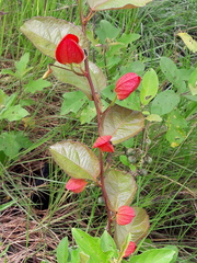 Passiflora coccinea