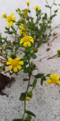 Senecio maritimus