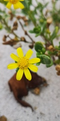Senecio maritimus