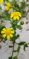 Senecio maritimus