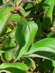 Rhynchanthera grandiflora