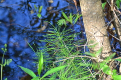 Equisetum fluviatile