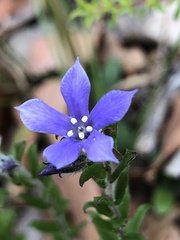 Billardiera variifolia