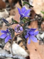 Billardiera variifolia