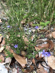 Billardiera variifolia