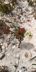 Dasispermum