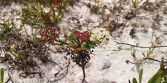 Dasispermum