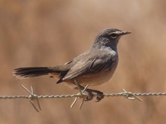 Cercotrichas coryphoeus coryphoeus