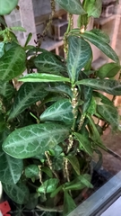 Breynia spatulifolia