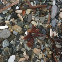 Sphaerococcus coronopifolius