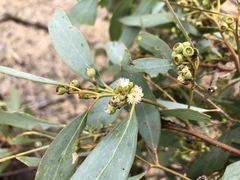 Eucalyptus microcarpa