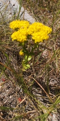 Sebaea ambigua