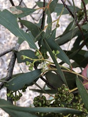 Eucalyptus microcarpa