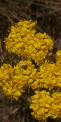 Sebaea ambigua
