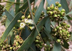 Eucalyptus microcarpa