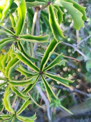 Cyphostemma quinatum