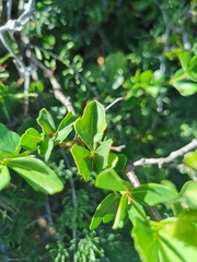 Searsia crenata