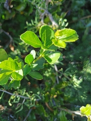 Searsia crenata