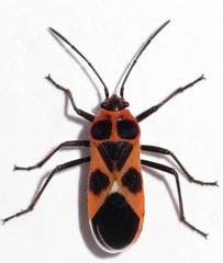 Tropidothorax sternalis