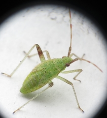Creontiades pallidus