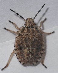Dolycoris baccarum