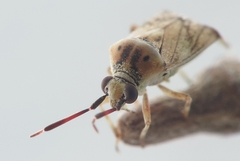 Eurystylus bellevoyei