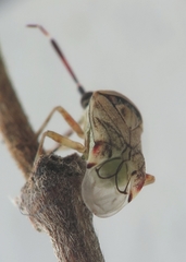 Eurystylus bellevoyei