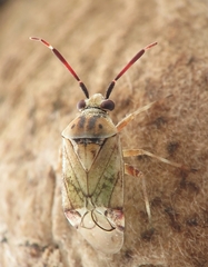 Eurystylus bellevoyei