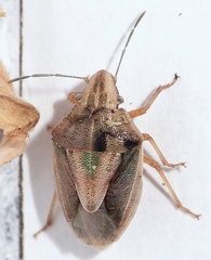 Aeliomorpha