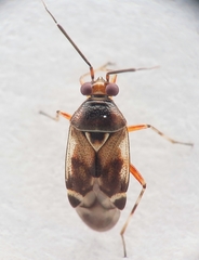 Deraeocoris pallens